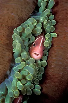Perideraion: Pink anemonefish in a closed anemone, Amphiprion perideraion