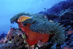 Perideraion: Pink anemonefish in a closed anemone, Amphiprion perideraion