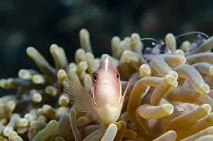 Jemeluk: Pink Anemonefish - in Magnificent Sea Anemone