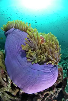 Anemonefish: Pink Anemonefish - Magnificent Sea Anemone ball