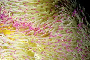 Perideraion: Pink anemonefish in a Magnificent sea anemone (Heteractis