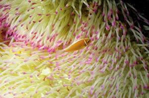 Perideraion: Pink anemonefish in a Magnificent sea anemone (Heteractis