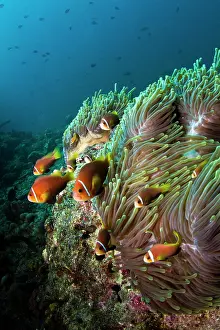 Perideraion: Pink Anemonefish by Magnificent Sea Anemone (Heteractis