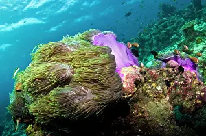 Skunk: Pink Anemonefish / Pink Skunk Clownfish - Magnificent