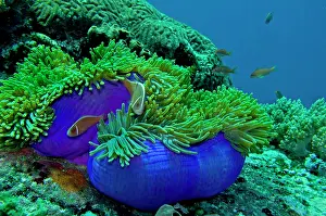 Perideraion: Pink Anemonefish - around an unsually bright blue