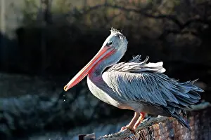 Rufescens: Pink-backed Pelican