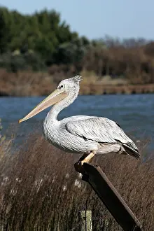 Rufescens: Pink-backed Pelican