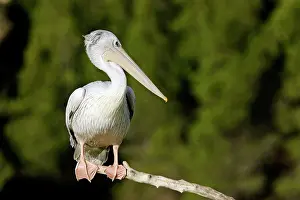 Rufescens: Pink-backed Pelican