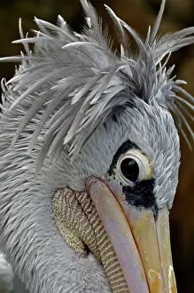 Rufescens: Pink-backed Pelican