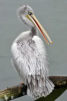 Rufescens: Pink-backed Pelican