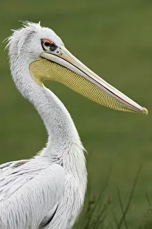 Backed: Pink-backed Pelican