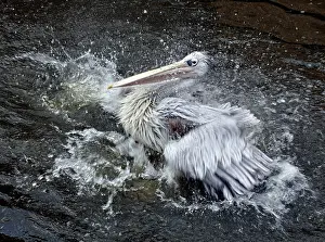 Rufescens: Pink-backed Pelican - bathing