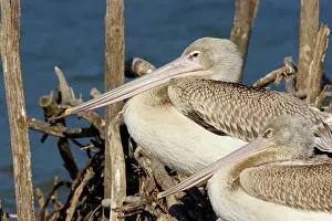 Rufescens: Pink-backed Pelican - colony