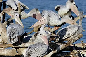 Rufescens: Pink-backed Pelican - colony
