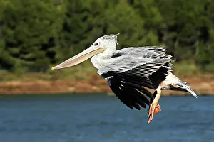 Rufescens: Pink-backed Pelican - in flight