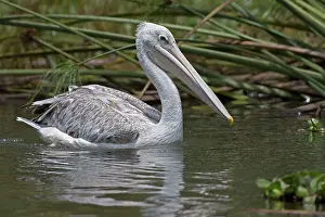 Rufescens: Pink-backed Pelican Lake Naivasha, Kenya