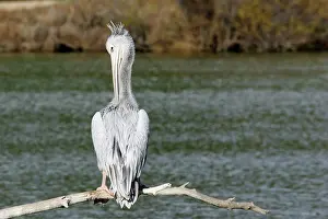Rufescens: Pink-backed Pelican - preening