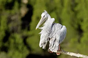 Rufescens: Pink-backed Pelican - preening