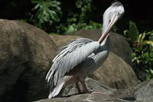 Rufescens: Pink-backed Pelican - Preening