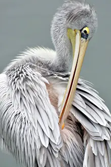 Rufescens: Pink-backed Pelican - preening