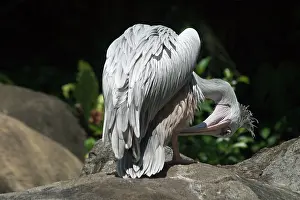 Rufescens: Pink-backed Pelican - preening feathers