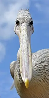 Binocular: Pink-backed Pelican - shows binocular vision