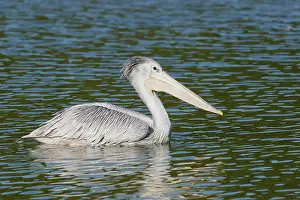 Rufescens: Pink-backed Pelican - in water
