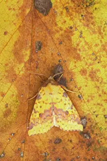 Sallow: Pink Barred Sallow Moth - Autumn