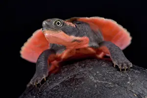 Elseya: Pink-bellied turtle (Elseya schultzei) young on