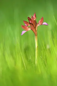 Anacamptis: Pink Butterfly Orchid