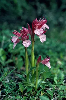 Orchis: Pink Butterfly Orchid