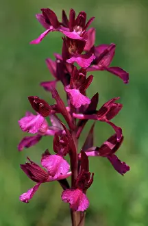 Orchis: Pink Butterfly Orchid