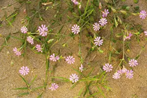 Campions: A pink campion on the beach