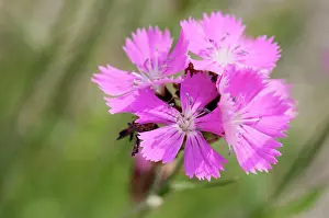 Dianthus: Pink, Carthusian pink, Dianthus carthusianorum