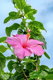 Engelbrecht: Pink Chinese hibiscus