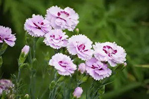 Dianthus: Pink or Clove pink, Dianthus Pike's pink, several fringed