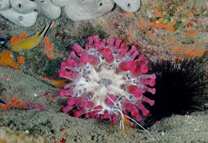 Prawn: Pink club-tipped anemone (Telmatactis cricoides)