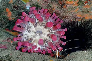 Prawn: Pink club-tipped anemone (Telmatactis cricoides)