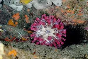 Prawn: Pink club-tipped anemone (Telmatactis cricoides) with Atlant
