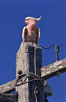 Cockatoos: Pink Cockatoo
