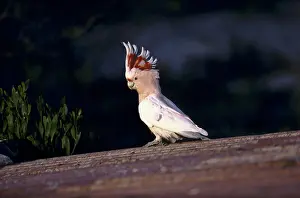 Cockatoos: Pink Cockatoo