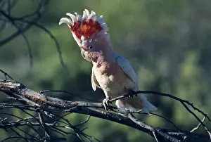 Cockatoos: Pink Cockatoo