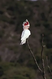 Cockatoos: Pink Cockatoo