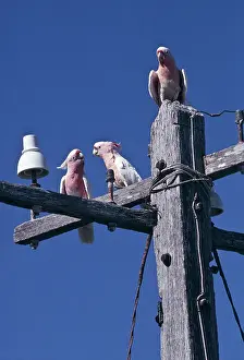 Cockatoos: Pink Cockatoo