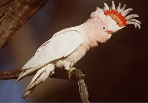 Crests: PINK COCKATOO - on branch