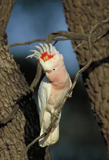 Leadbeaters: Pink Cockatoo / Major Mitchell - In tree