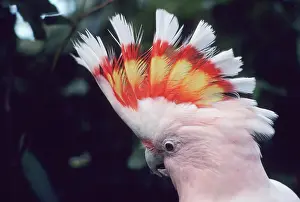 Folded: Pink Cockatoo - Upswept crest whitish when folded