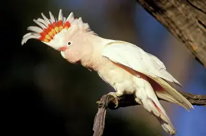 Folded: Pink Cockatoo - Upswept crest whitish when folded
