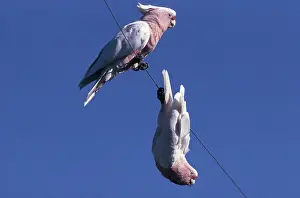 Cockatoos: Pink Cockatoos