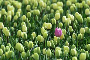 Bold: One pink colored tulip in field from tulips